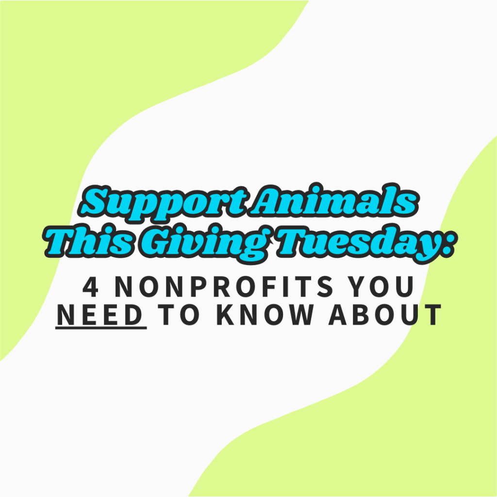 Support Animals This Giving Tuesday: 4 Nonprofits You NEED to Know&nbsp;About